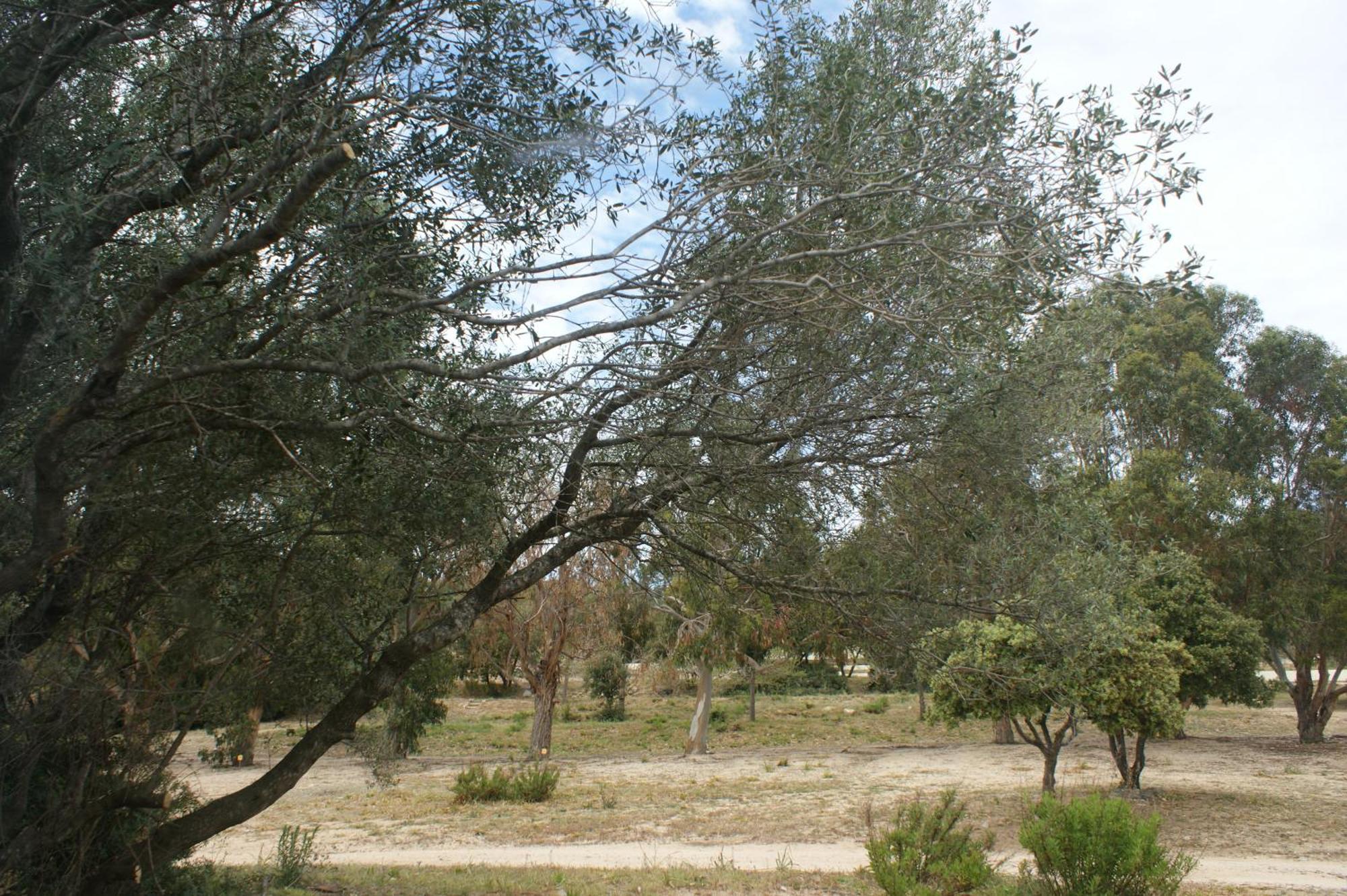 Belle Location Sur Lumio Avec Vue Remarquable Et Jardin Villa Eksteriør billede